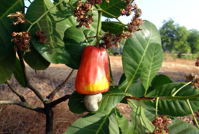 De lo común a lo especial: árboles de marañón resurgen como el ave fénix 