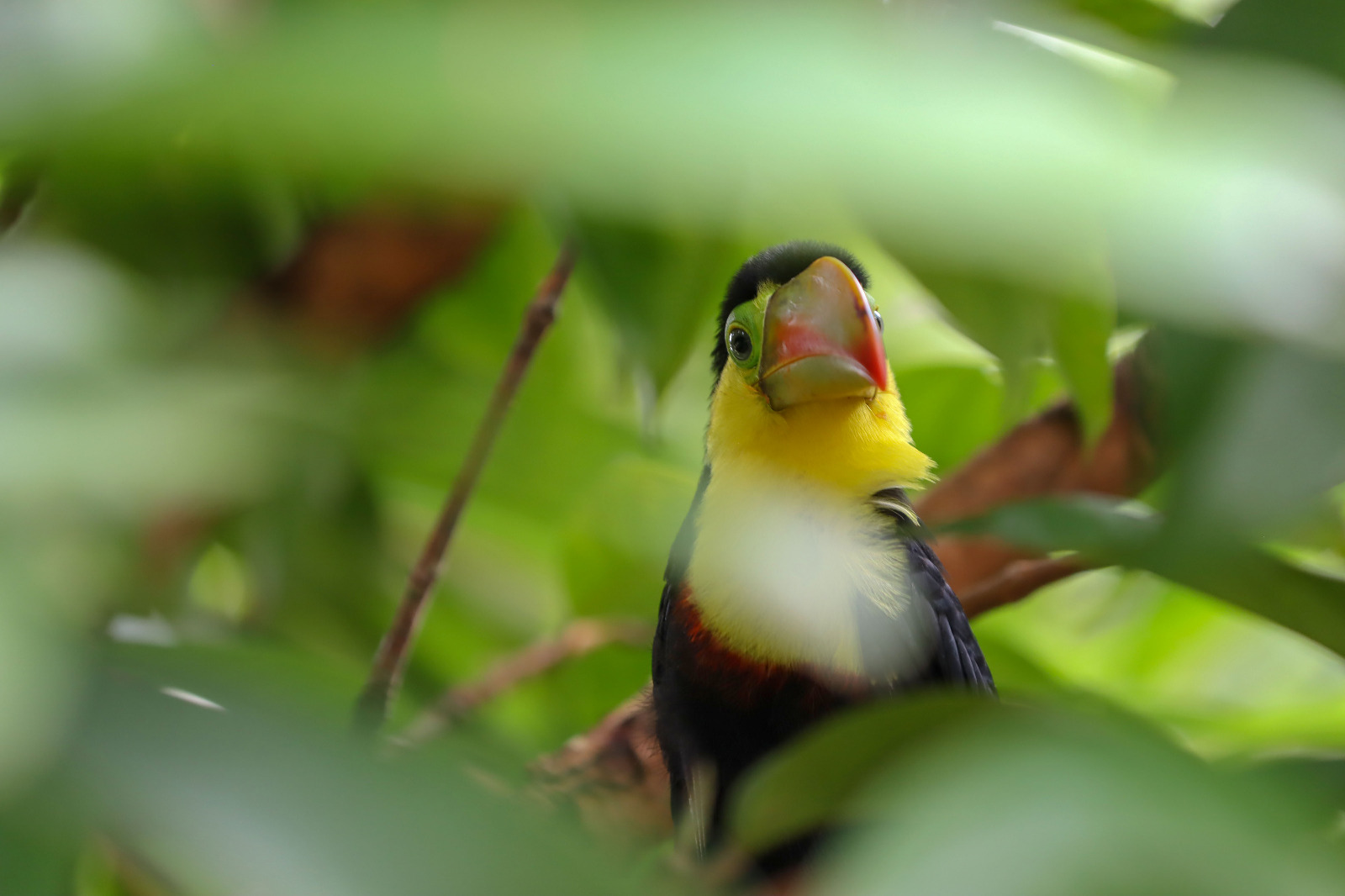 ¡Ojo! La pirotecnia representa una amenaza para las aves y biodiversidad 