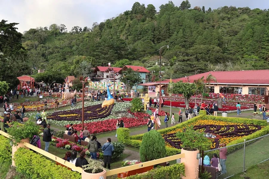 Miles de flores y el café más caro del mundo engalanan poblado en las montañas de Panamá 