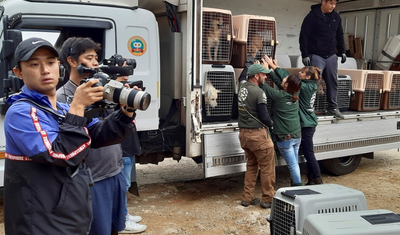 40 % de las granjas de carne de perro han cerrado tras ley para prohibir su consumo 