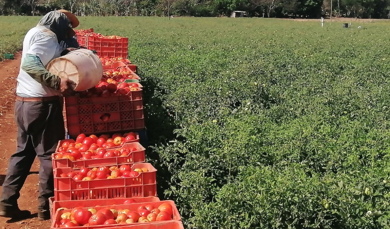 Productores de tomate en Los Santos en alerta por lluvias  