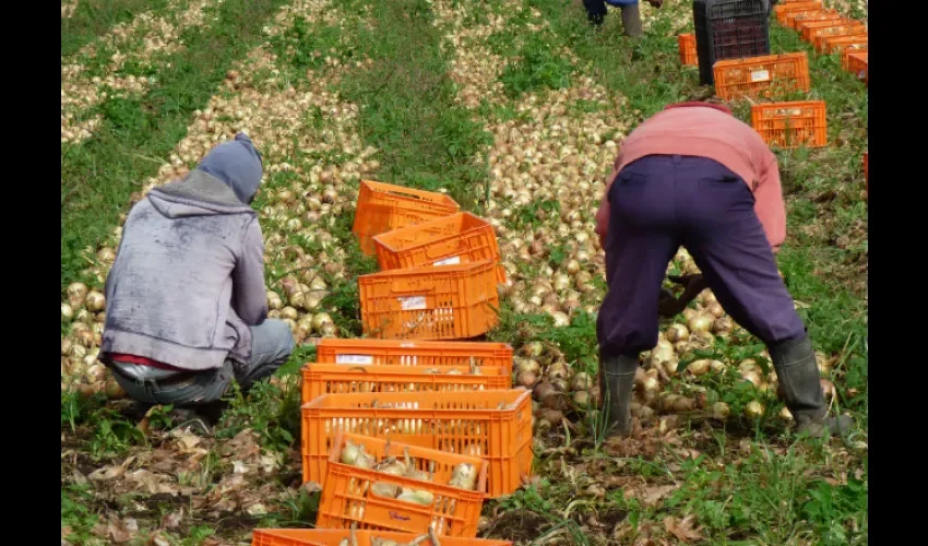 Ante la falta de pagos de las pólizas, agricultores dejaron de confiar en el Isa. Foto: Jesús Simmons