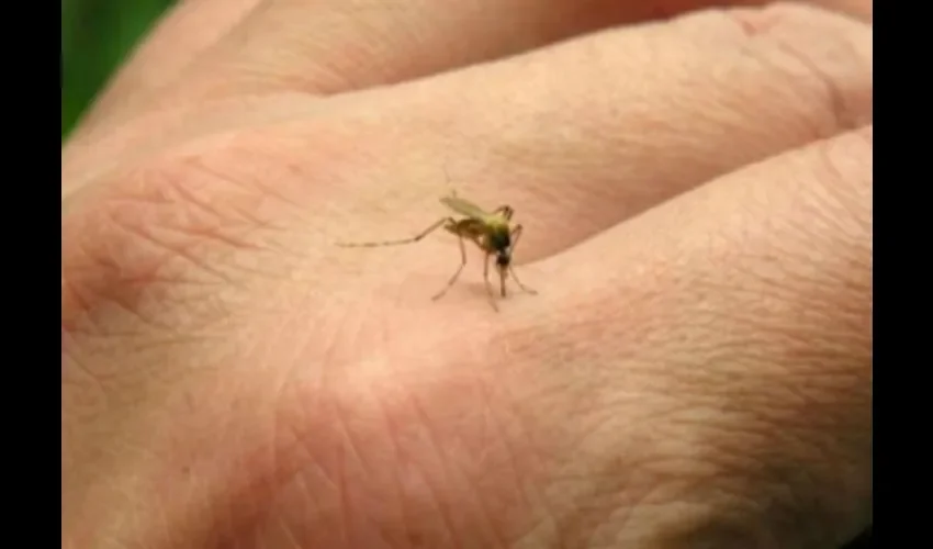 Mosquito aedes aegypti.