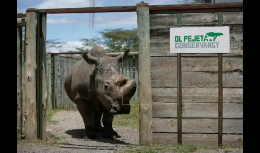 Rinoceronte blanco del norte macho.