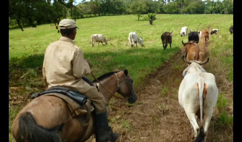 Ganaderos apuestan por las capacitaciones para mejorar agro. Foto: Epasa