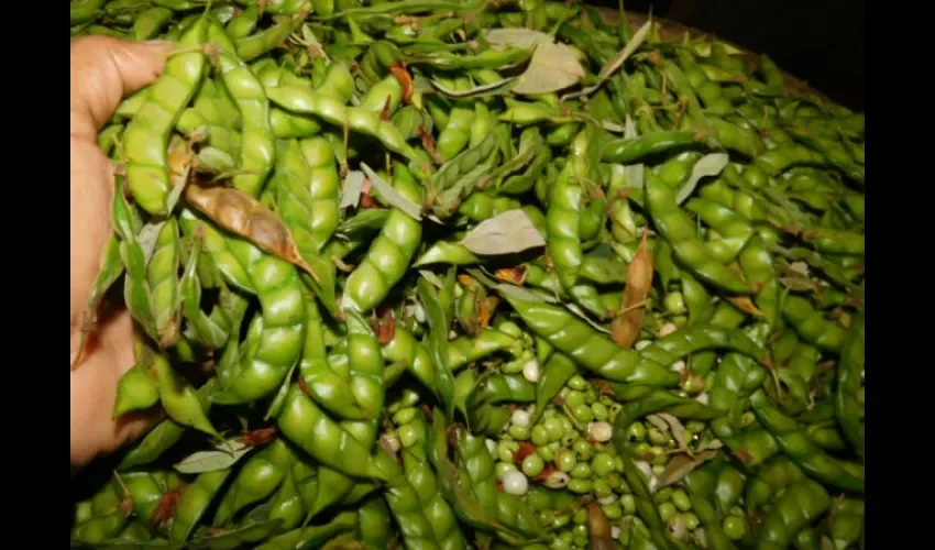 El guandú es muy correteado para la Navidad. Foto: Epasa