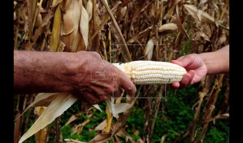 Cultivos de maíz. 