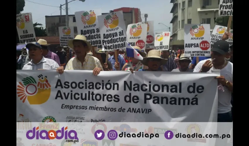 Productores avícolas pelearán para salvar su industria. Foto: Jesús Simmons