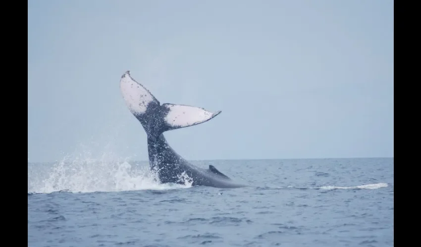 Cada vez más personas se interesan por ver este espectáculo marino. Foto: Epasa