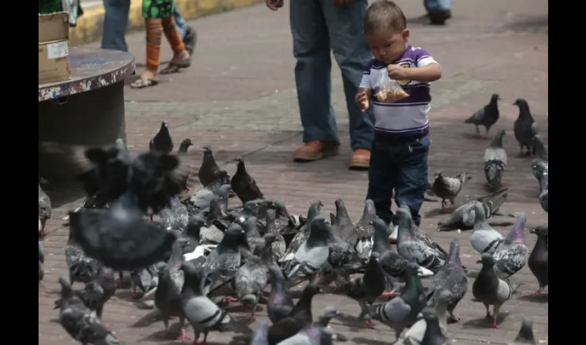 Aves siguen siendo atracción. Foto: Roberto Barrios