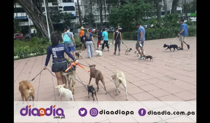 Cobran $9.00 por perro y llevan manadas de 25 a 30 caninos. Foto: Jesús Simmons