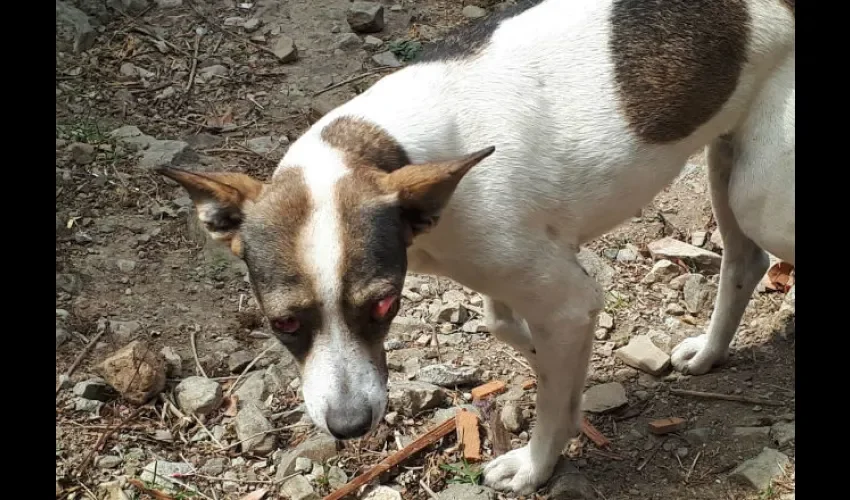 Canino víctima de explosión de fuegos artificiales. 