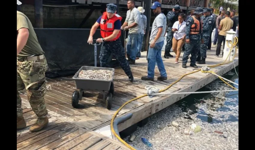 Retiran las sardinas muertas. Foto: Cortesía