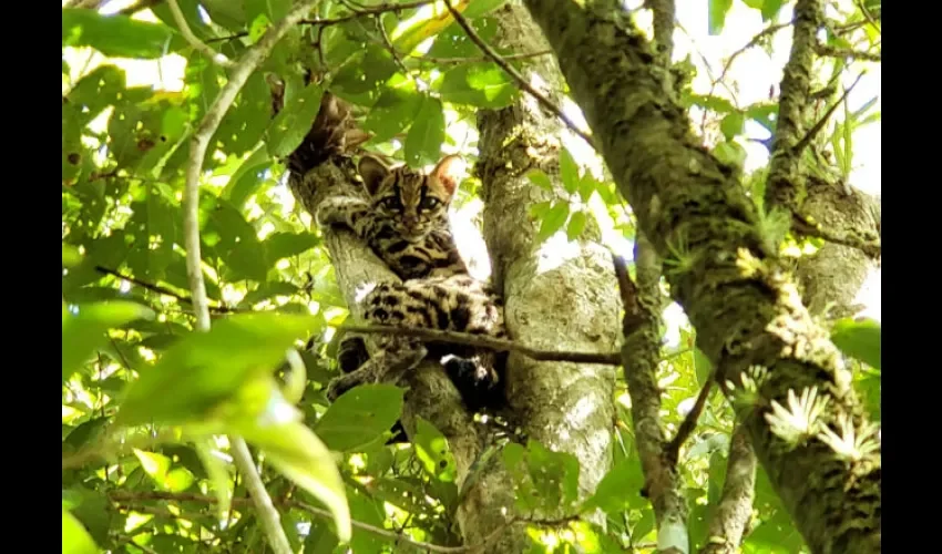 Rescatan a felino silvestre en Chiriquí. 