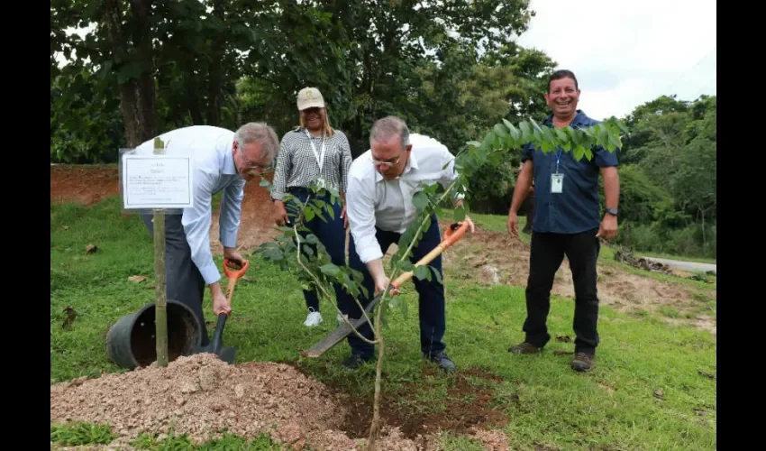 Foto ilustrativa de la siembra de árboles. 