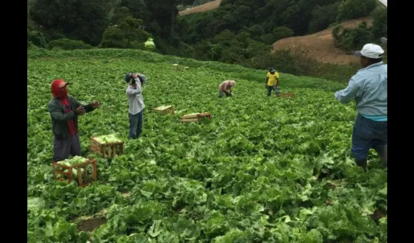 Foto ilustrativa de algunos productores en Panamá. 