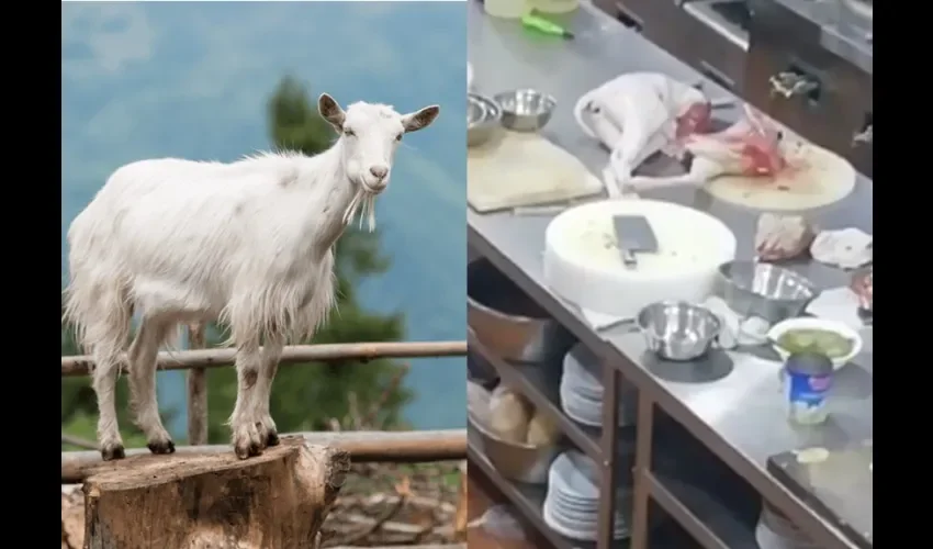 Foto ilustrativa de un chivo vs lo que se encontró en la cocina. 