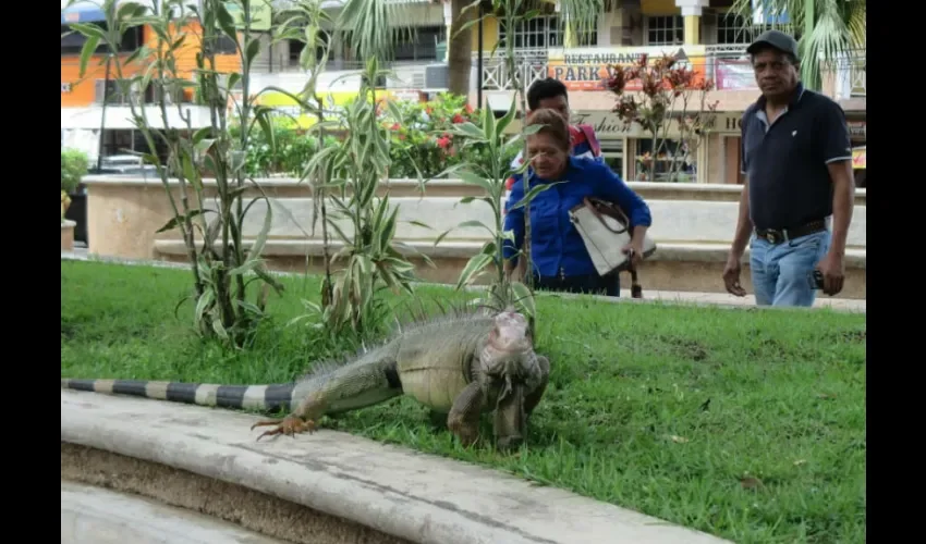 Iguanón