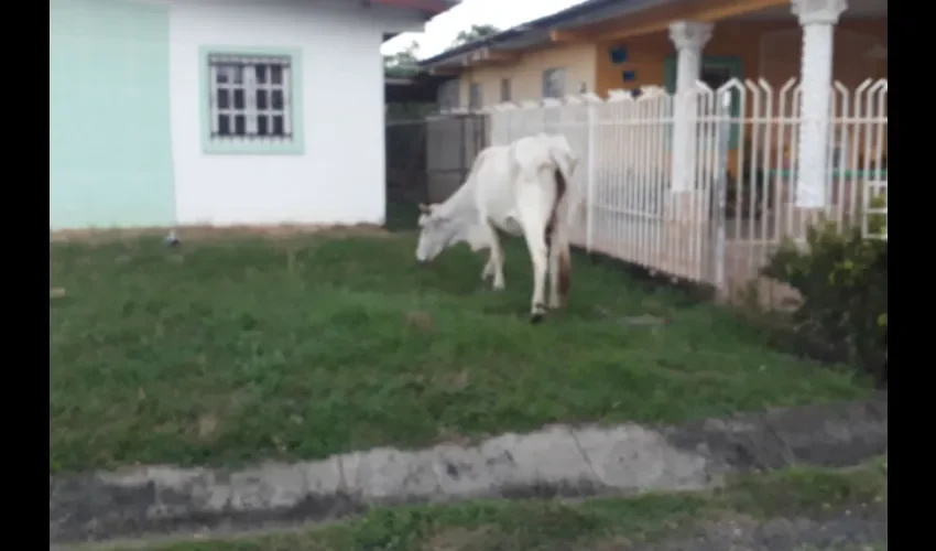 Foto ilustrativa de las vacas por todos lados. 