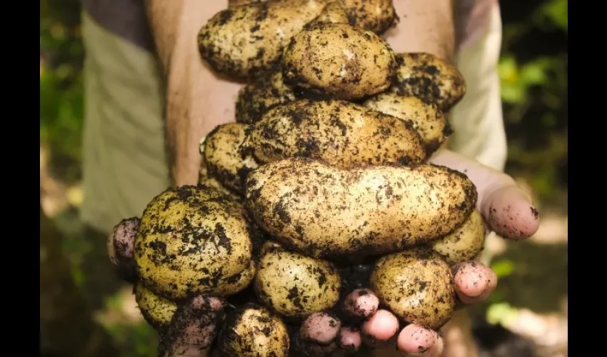 Las papas jumbo al igual que las zanahorias, apio, repollo, yucas y otros se han quedado sin venta. (Imagen ilustrativa: Pixabay)