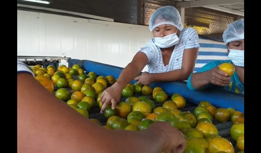 Foto ilustrativa de la venta de naranjas. 