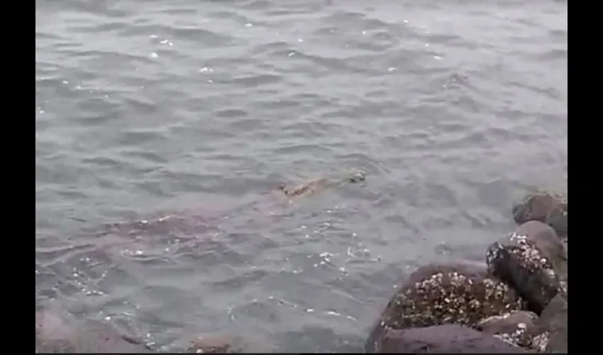 Piden a pescadores y visitantes evitar molestar a estos animales. Foto: Thays Domínguez. 