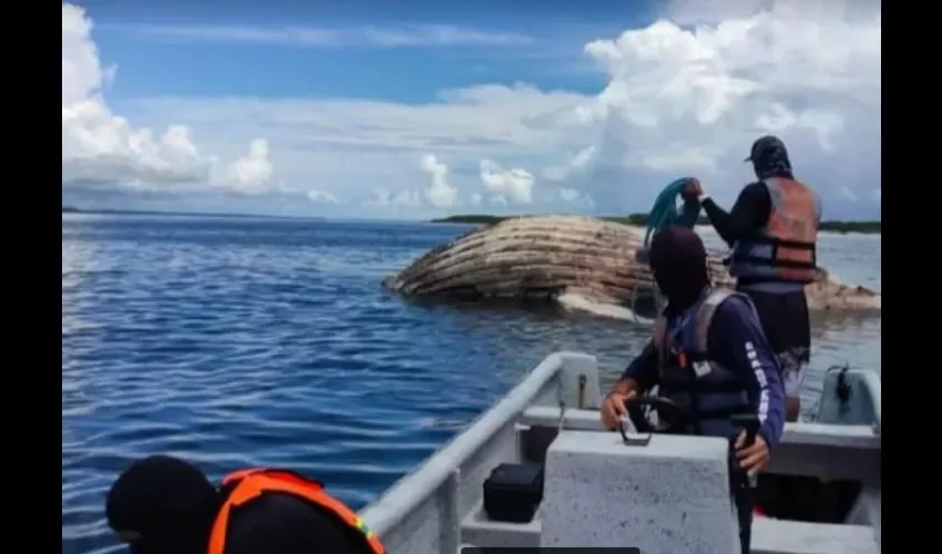 Se trasladó al animal a otro sitio donde su descomposición no causara perjuicios a los visitantes. Foto: Cortesía. 