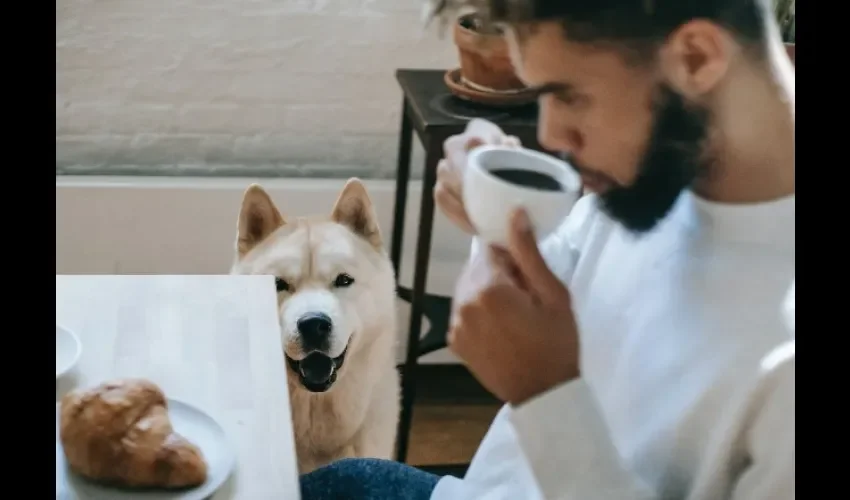 Las personas deben conocer muy bien a sus mascotas antes de llevarlas a un local pet friendly. Foto ilustrativa / Pexels.