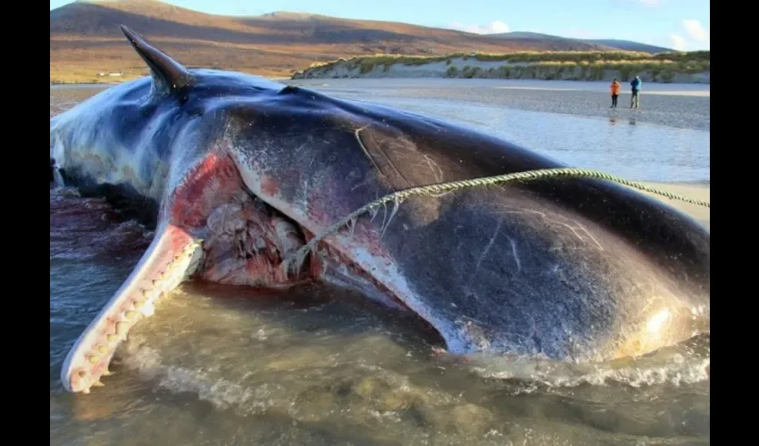 Foto ilustrativa de una ballena muerta. 