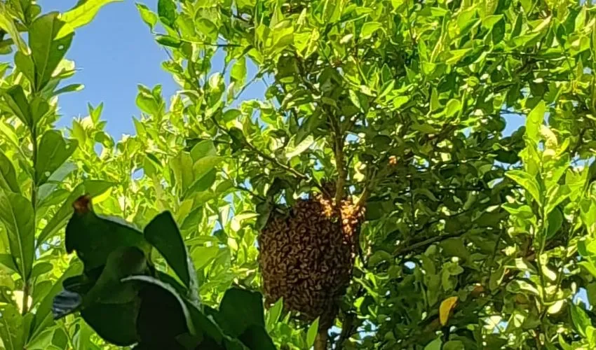 Las abejas deben eliminarse con cuidado en estos casos. 