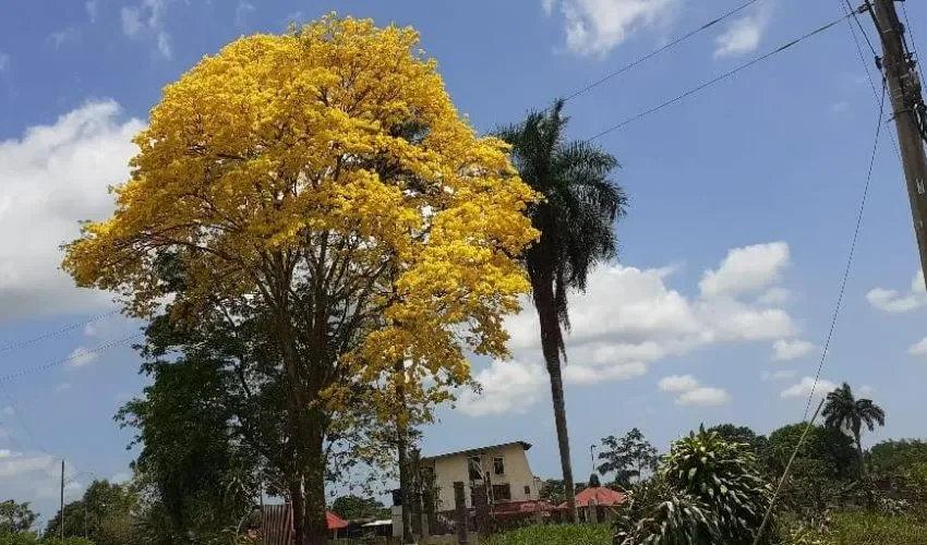 Vista de los guayacanes. 