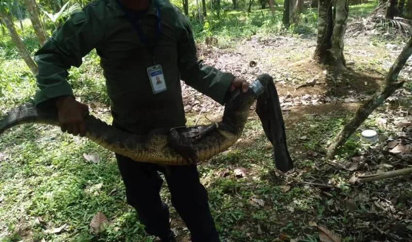 Los ambientalistas se mantienen alerta.  