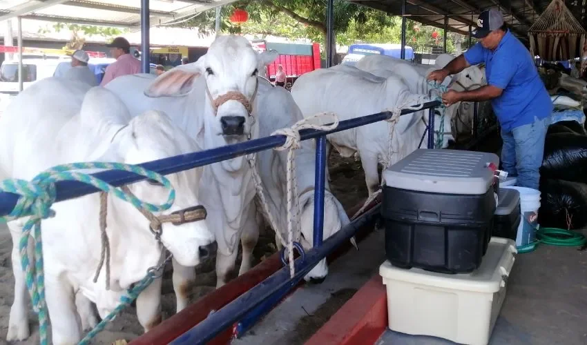 Los productores se mantienen en constante monitoreo. 