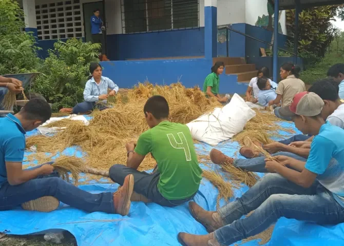   Alumnos cosechan arroz en el IPT de Capira  