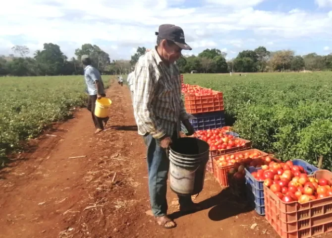  Productores de tomate en Los Santos preocupados por falta de pagos y financiamiento 