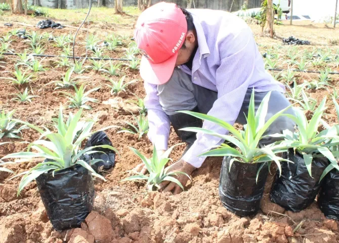  Productores de La Chorrera implementan cultivo in vitro de piña md2 para exportación 