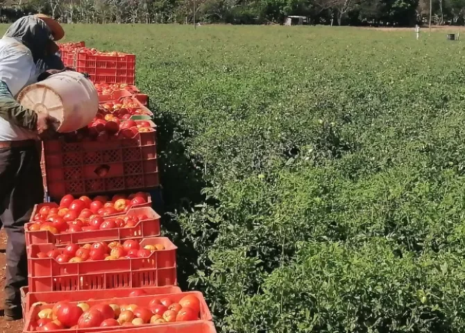  Productores de tomate en Los Santos en alerta por lluvias  